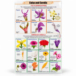 Calyx and Corolla Chart